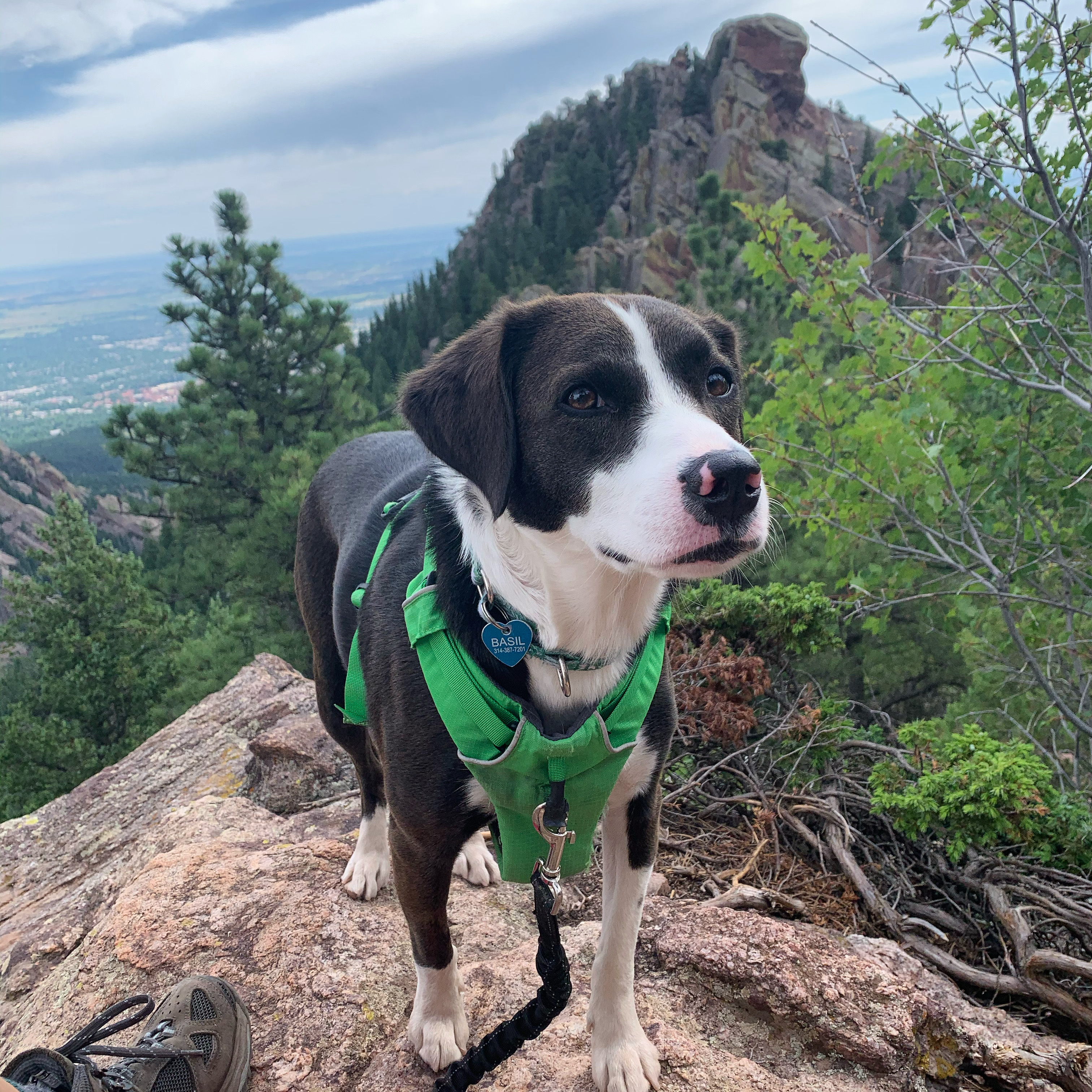 basil the dog on a mountain